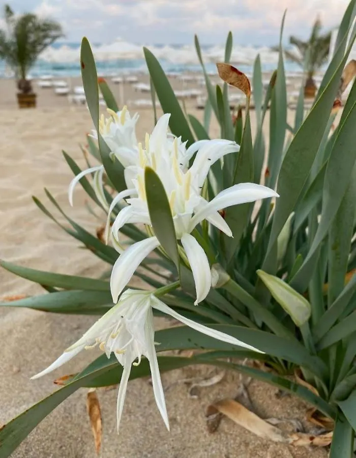 Апартамент В Green Life Beach Resort Sozopol Appartamento